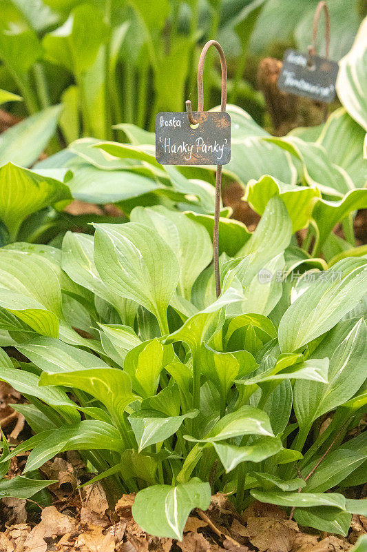 Hosta 'Hanky Panky'在伦敦，英国